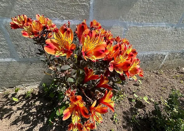 The Little Robin Chevanceaux